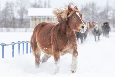 atların kışın çalışan