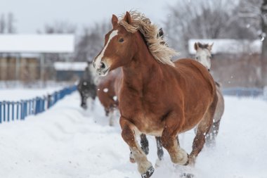 atların kışın çalışan