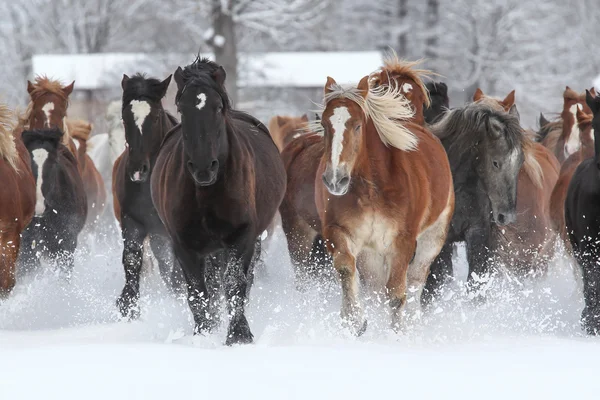 Atların kışın çalışan — Stok fotoğraf