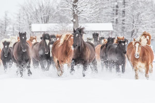 Cavalli da corsa in inverno — Foto Stock