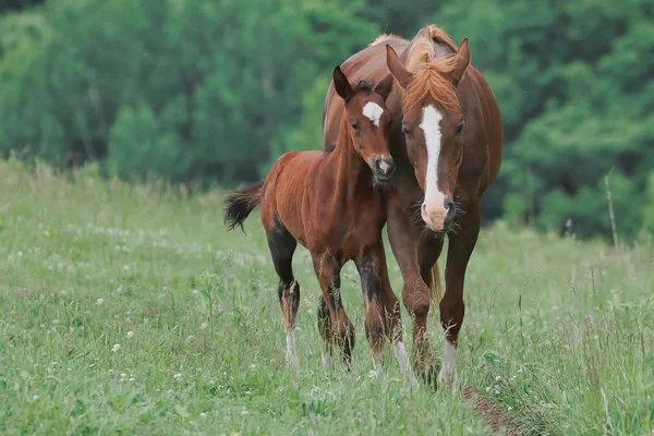 日本牧场里的马 — 图库照片
