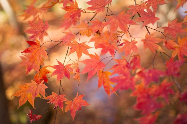 Autumn leaves in japan — Stock Photo, Image