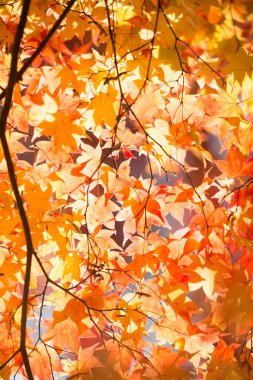 Japonya'da sonbahar manzara