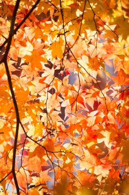 Japonya'da sonbahar manzara