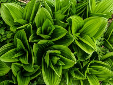 Japonya'da yabani ot