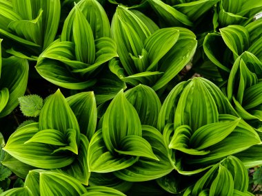 Japonya'da yabani ot