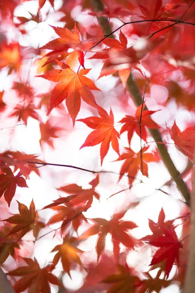 Autumn landscape in japan — Stock Photo, Image