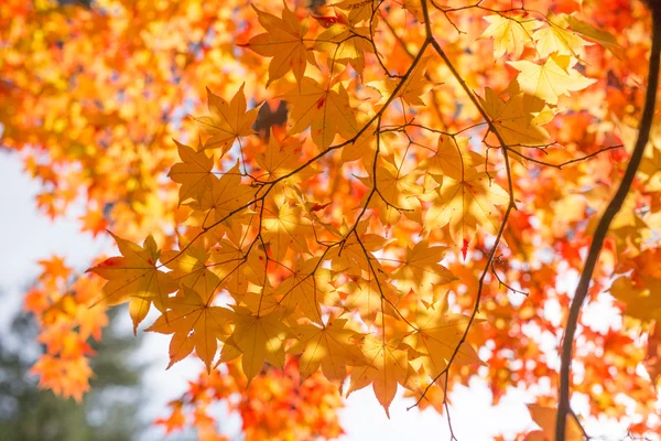 Paisaje de otoño en Japón —  Fotos de Stock