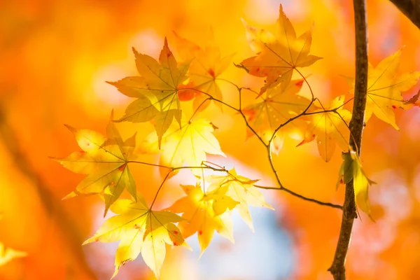 Paisaje de otoño en Japón —  Fotos de Stock