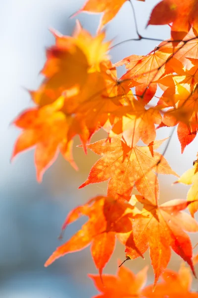 Paisaje de otoño en Japón —  Fotos de Stock