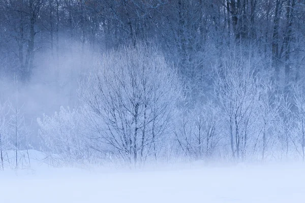 Paisagem de inverno em hokkaido — Fotografia de Stock