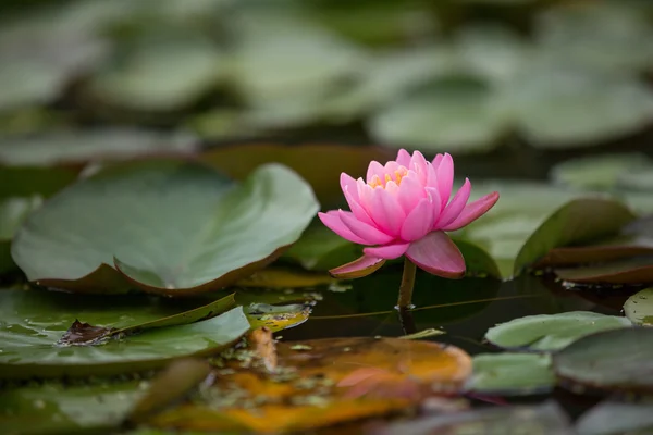 Fleur de lotus dans l'étang — Photo