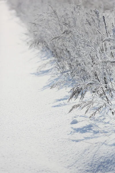 Zimní krajina v hokkaido — Stock fotografie