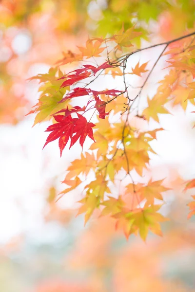 Осіннє листя в Японії — стокове фото