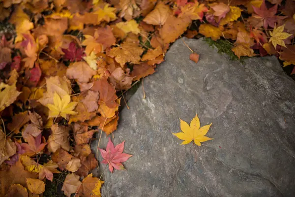 Autumn leaves in japan — Stock Photo, Image