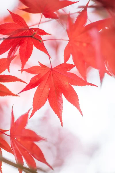 Осіннє листя в Японії — стокове фото