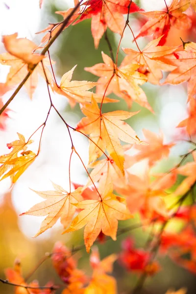 Herbstblätter in Japan — Stockfoto