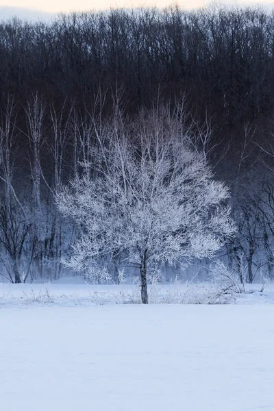 Paisagem de inverno em hokkaido — Fotografia de Stock