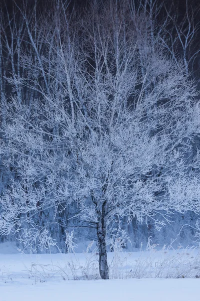 Paisagem de inverno em hokkaido — Fotografia de Stock