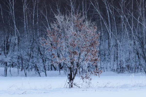 Paisaje de invierno en hokkaido —  Fotos de Stock