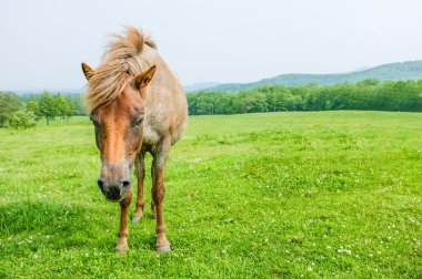 at içinde bahar hokkaido