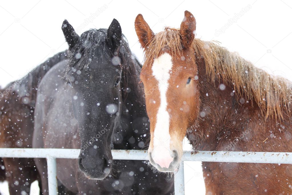 horses in winter hokkaido