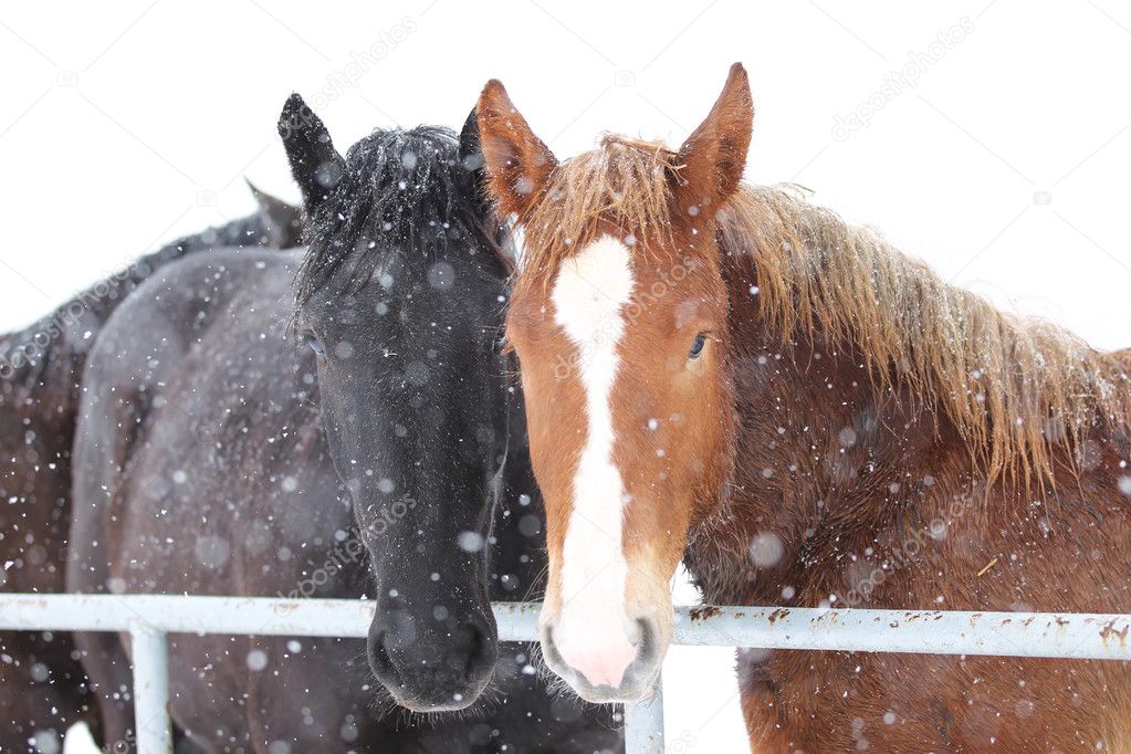 horses in winter hokkaido