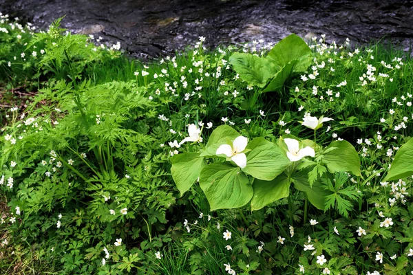 Hierba silvestre en hokkaido —  Fotos de Stock