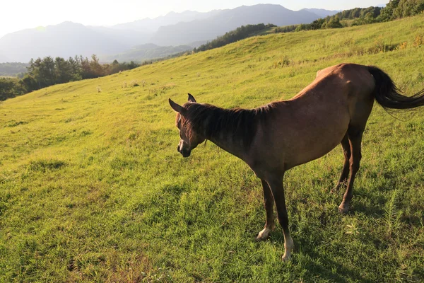 Caballo en hokkaido japón —  Fotos de Stock