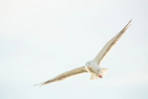 一只鸟的海鸥 — 图库照片