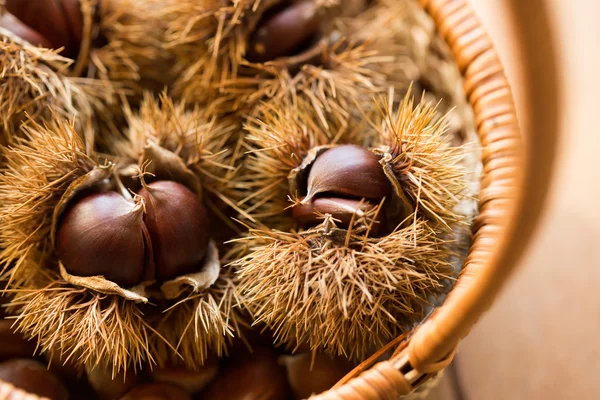 Herfst kastanje in japan — Stockfoto