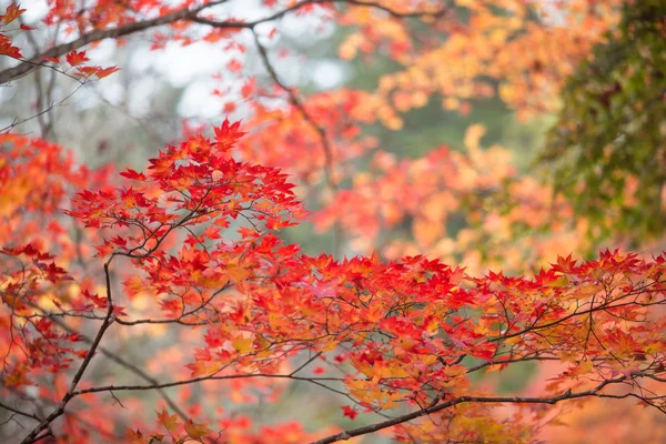 Folhas de outono no japão — Fotografia de Stock