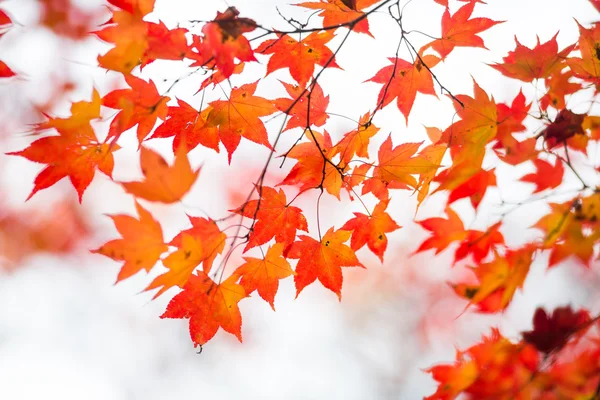 Autumn leaves in japan — Stock Photo, Image