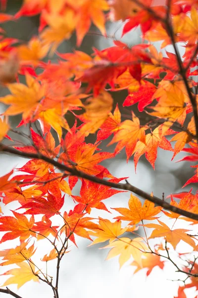 Foglie autunnali in Giappone — Foto Stock