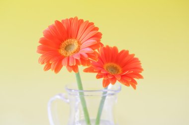 turuncu papatya ve sarı arka plan