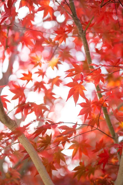 秋天的树叶在日本 — 图库照片