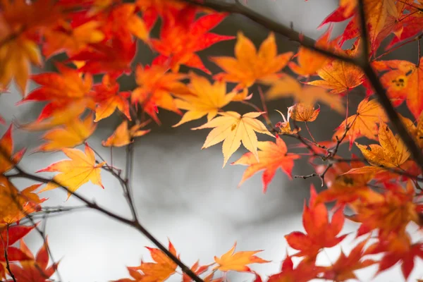 Hojas de otoño en Japón — Foto de Stock
