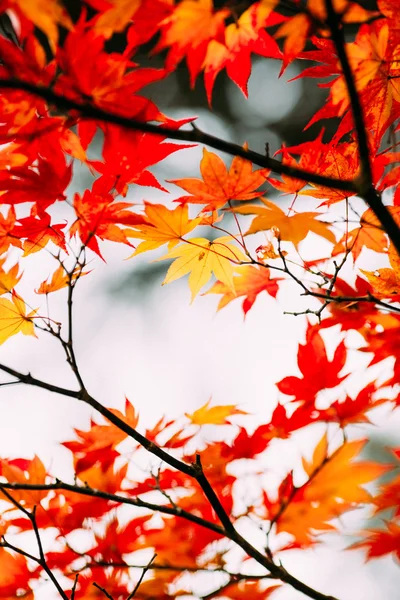 Hojas de otoño en Japón — Foto de Stock
