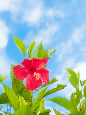 Okinawa Hibiscus çiçek 