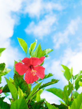 Okinawa Hibiscus çiçek 