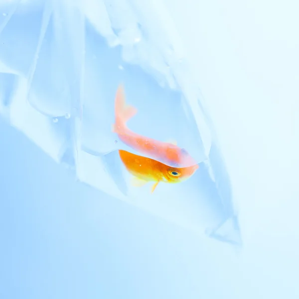 gold fish in water