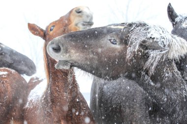 Atlar kışın hokkaido