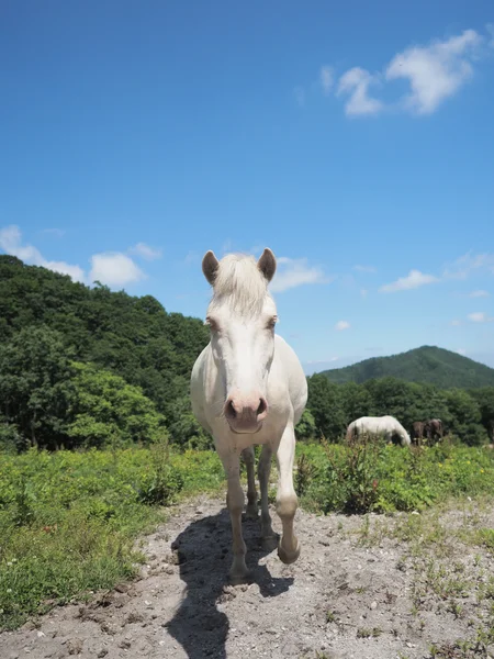 Caballos en verano psture —  Fotos de Stock