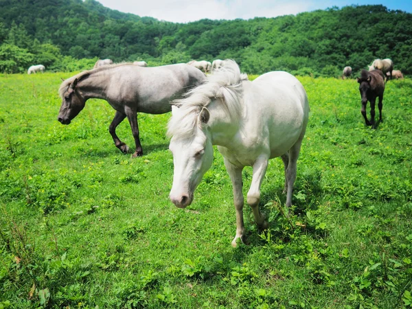 Konie w lecie psture — Zdjęcie stockowe