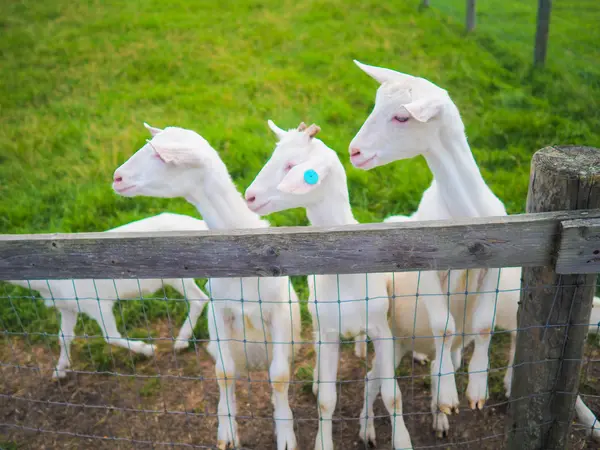 A nyári legelőn kecske — Stock Fotó