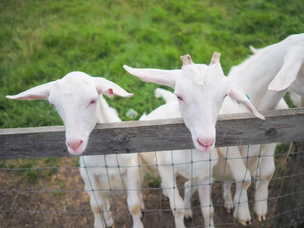 Goat in summer pasture Stock Photo