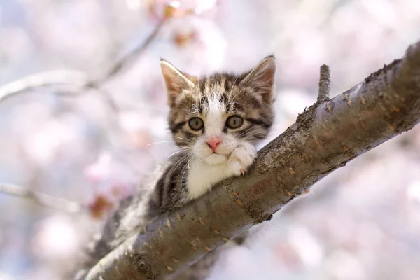 Fleurs de cerisier et chat — Photo