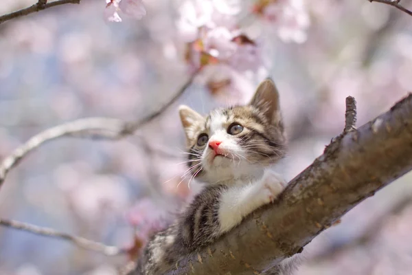 Kirschblüten und Katze — Stockfoto