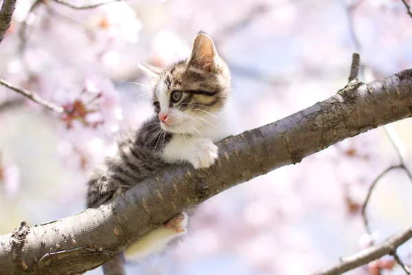 Fleurs de cerisier et chat — Photo