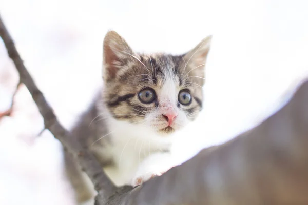 桜の花と猫 — ストック写真